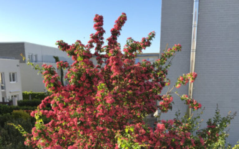 Ökologie in Garten und Vorgarten